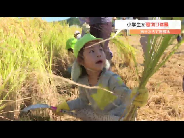 小学生が稲刈り 昔の農具「千歯こき」で脱穀作業も体験 大分 - YouTube