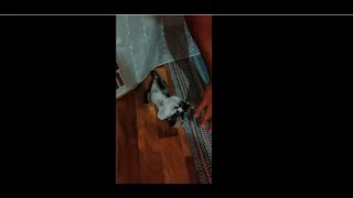 Kitten is playing - funny video with cats