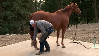 Tips to Handle Your Horse's Feet  Your Farrier will Thank YOU!