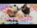 あずきちゃんお迎えから一週間の様子♪仲良く遊べるかな？ [ミーアキャット,メインクーン,スコティッシュフォールド]