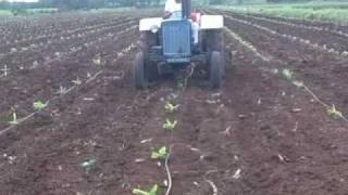 Banana Intercrop Operation By Mahakrushi