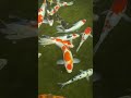 monggo gaskenn lurr ikan koinyaaa cuakep”josssjis ya bolo #ikan #koi #hias #kolam #ikankoi #koipond
