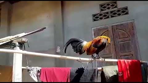 Saib Qaib Dib pom 2 qua Zoo kawg.