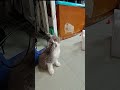 #kitten #cats #貓 #猫 猫が喜ぶ映像 公主 10