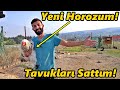 Tavukların Gitti Kümesi Yıktım!-Yeni Light Brahma Horozum!#Horoz#tavuk#civciv#hindi