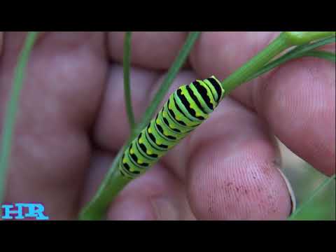 Βίντεο: Επισκεφτείτε το Habitat των πεταλούδων Humber Bay του Τορόντο