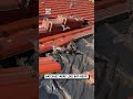 We found hundreds of bats in our roof 😂🦇                      🎥: Grupo EcoSul via ViralHog