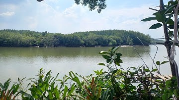 Ngày bội thu cá úc cùng bạn Cảnh ở An Thới Đông - Cần Giờ