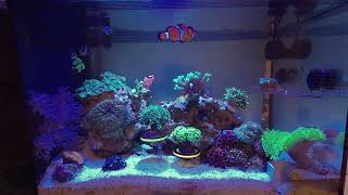 Fluval Nano Reef Tank Update 10/18