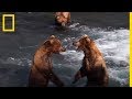 La force des affrontements entre ours bruns