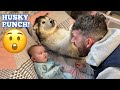 Husky Protects My Newborn Baby In The Funniest Way Ever!!! [CANNOT BELIEVE THIS HAPPENED!!!]