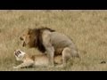 lion sex as quick as a king