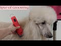 Unboxing, reviewing and trying the new Wahl KM Cordless 2 Speed Animal Clipper on a Standard Poodle