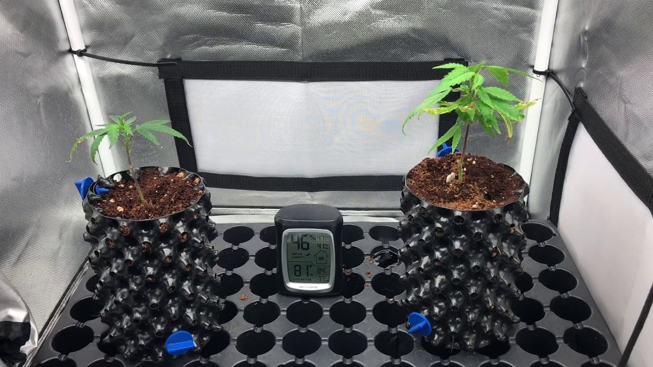 Growing Marijuana Clones Featuring Pink Lemonade & Animal Cookies