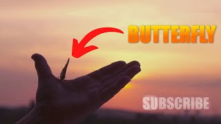 The Magical Metamorphosis: A Butterfly's Journey | The Children Animation