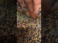 أجمل خلطه من السمسم أجمل خلطه من السمسم