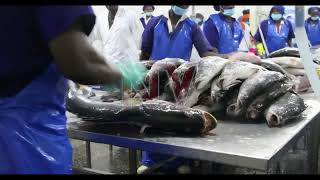 Lake Victoria fish stocks rebound, EAC concerns