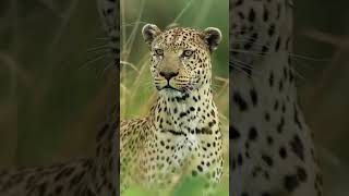 Masai mara experience