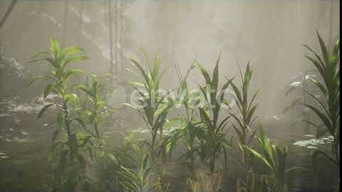 Sun Shining Through Trees and Fog in a Tropical River | Motion Graphics - Envato elements