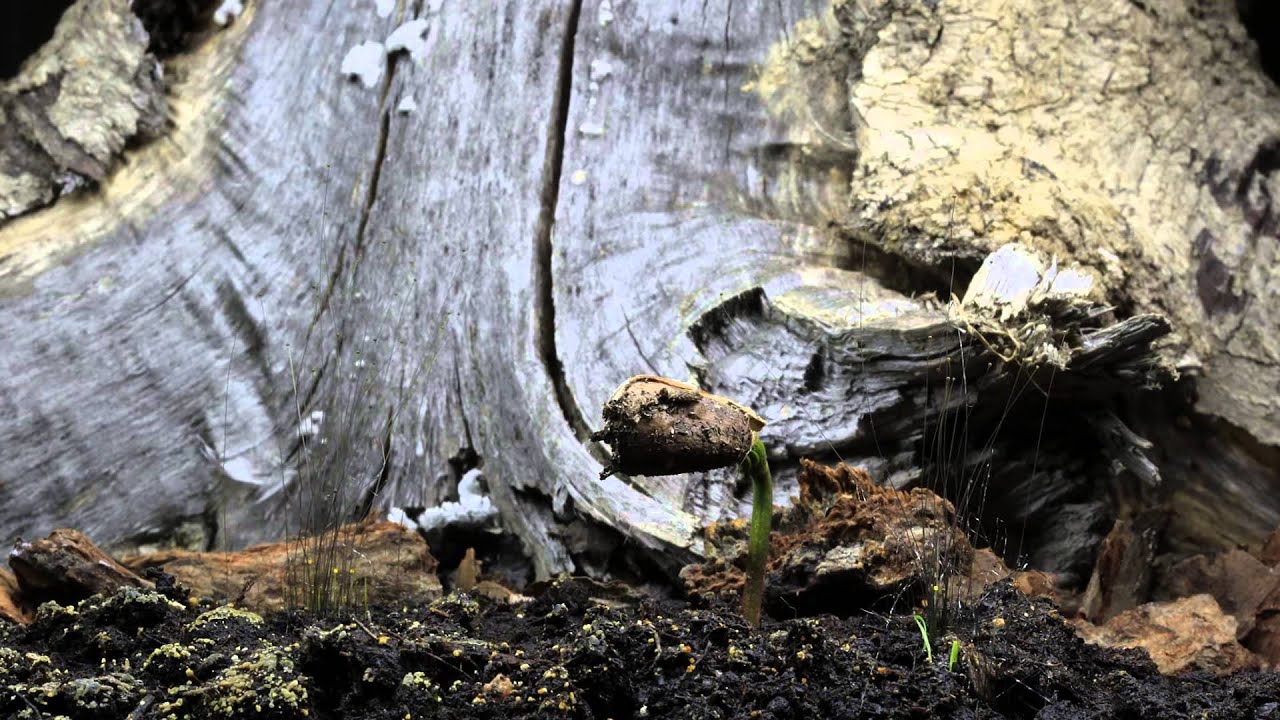 Кедр родился Time Lapse of Cedar Growing