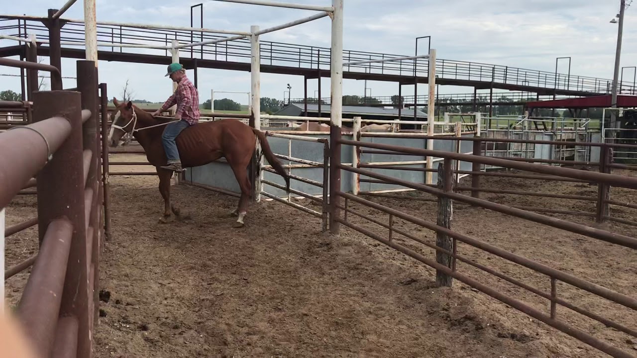 Kansas kill pen YouTube