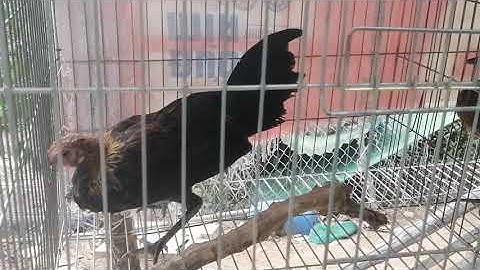 Gà rừng rặc tơ mà phát tướng nhanh quá