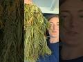 How does Afternoon Punch get made? #farming + #research brings you Cannabis for backyard #gardening