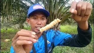 Mancing ikan patin yang susah makan. Di danau. Rawa. Gunakan umpan jitu ini