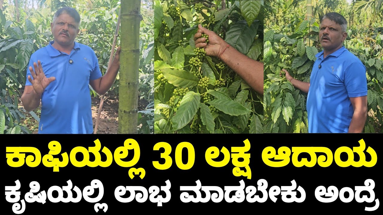 ಕಾಫಿ ಮತ್ತು ಅಡಿಕೆ ಬೆಳೆದು 30 ಲಕ್ಷ ಆದಾಯ ಮಾಡುತ್ತಿರುವ ರೈತ.! | Coffee Farming in Kannada | By HVR 