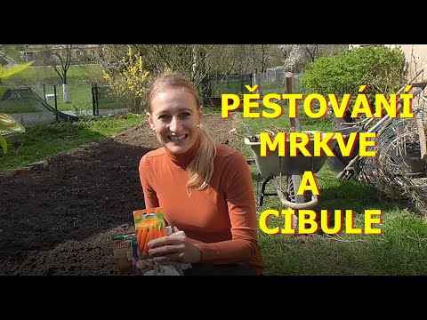 Video: Ako ušetriť semená z mrkvy