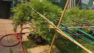 Outdoor grow 2018 (part 6) bad news