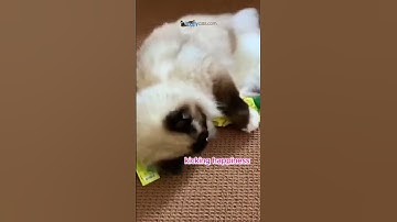 Purrfect Pair: Cats and Catnip 🐾🌿