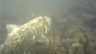 Spawned-Out Chinook Salmon