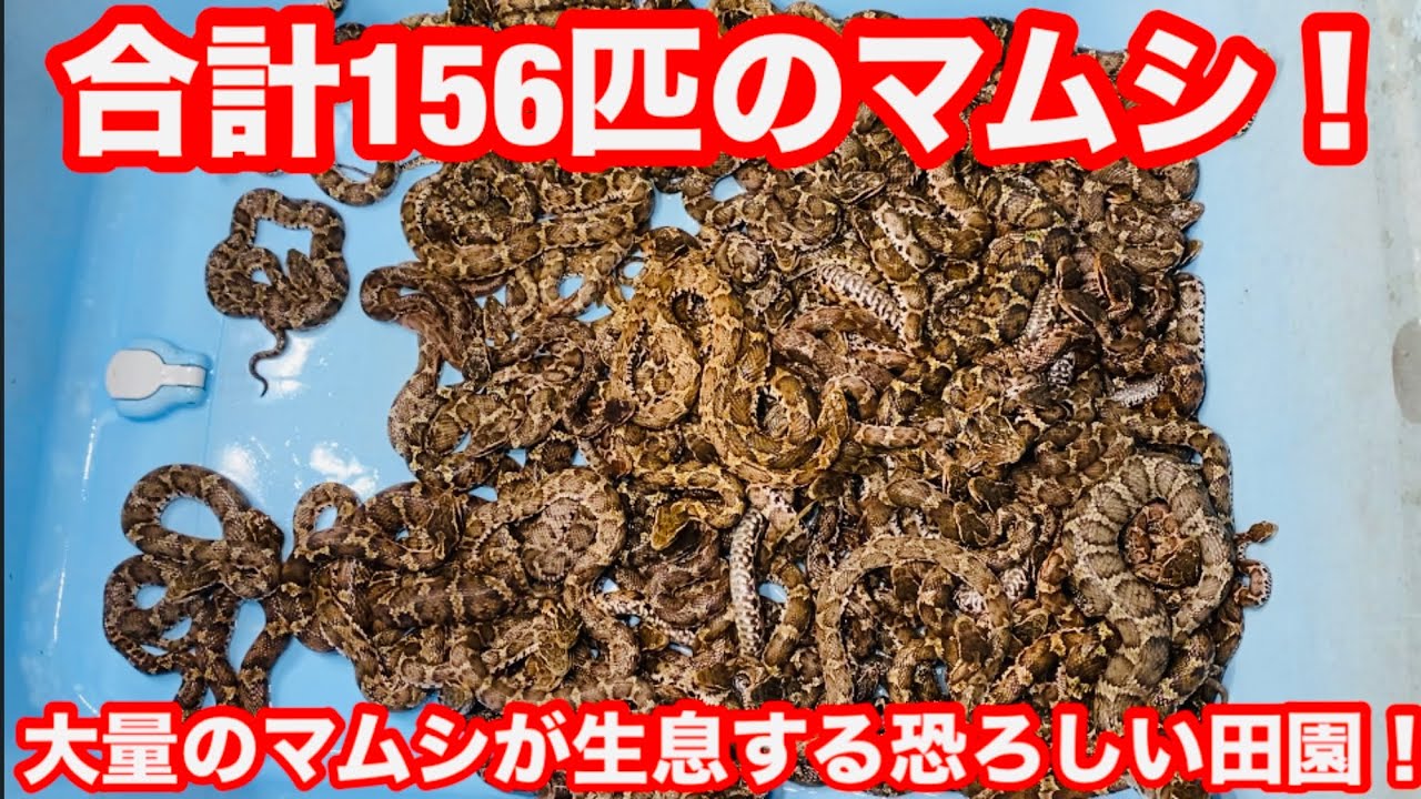 大量のマムシが生息する恐ろしい田園！！！
