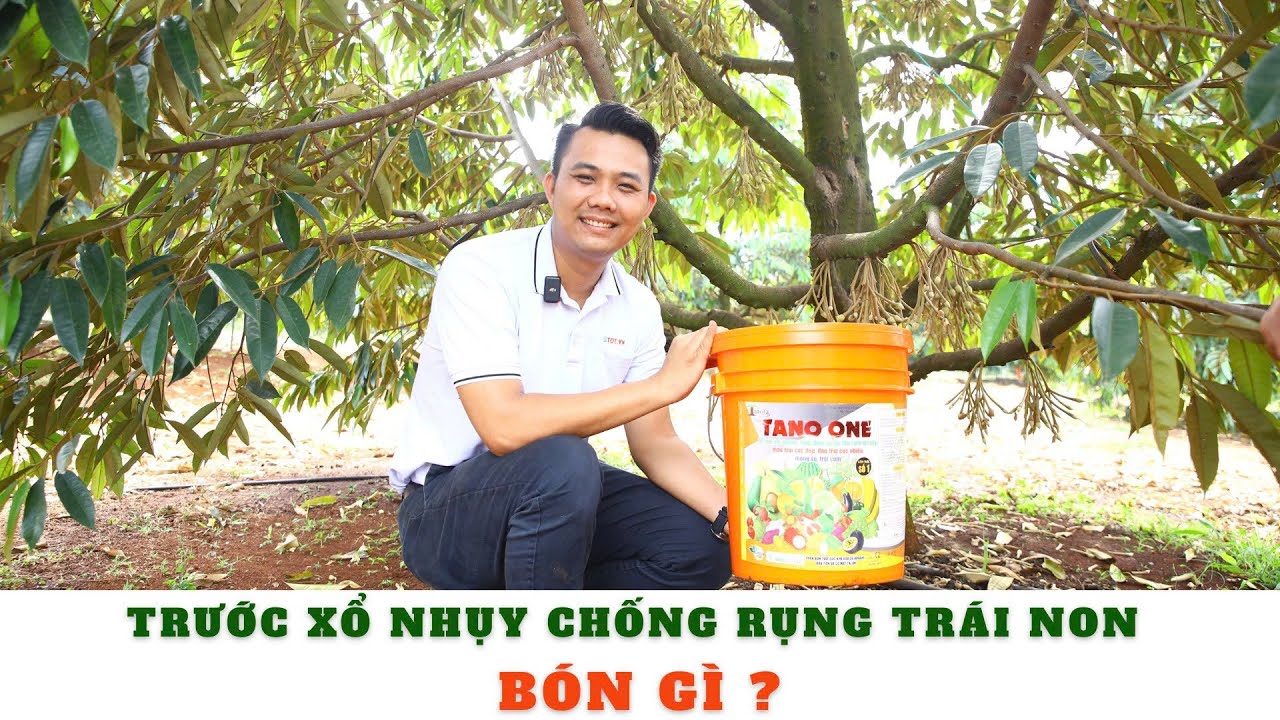 Какое удобрение внести перед цветением, чтобы предотвратить преждевременное опадение плодов дуриа...