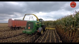 Chopping Corn Silage in Hardin County Ohio