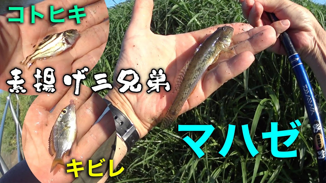 マハゼ釣り訓練２ マハゼキビレコトヒキの素揚げ Youtube