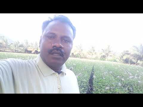 Java tea, poonaineesai herbal, பூனை மீசை மூலிகை Available 9585501976