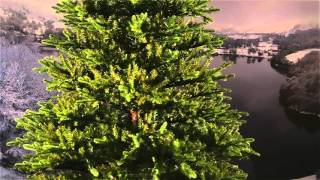 National Tree Smokey Mountain Fir 7 ft National Tree Smokey Mountain Fir 7 ft