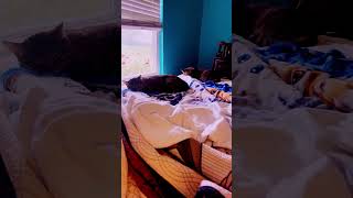 My baby kitties are pass out on my bed for their long morning nap time 💤 🩷💙🐱🐱.