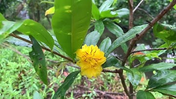 Mai cúc thọ hương zin, ươm từ hạt, chuẩn giống.