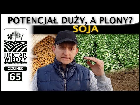 Wideo: Ile soja wyschnie w ciągu dnia?