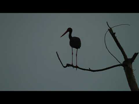 შავი ყარყატი - Black Stork - Ciconia nigra