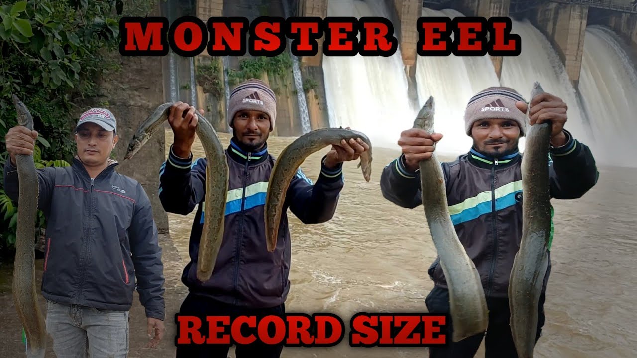 RECORD SIZE INDIAN EEL FISHES CATCHING IN RIVER | UNBELIEVABLE EEL FISHING 
