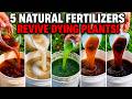 5 Natural Fertilizers That Bring Dying Plants Back to Life (What Actually Works)