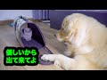 新入り子猫に会ったゴールデンレトリバー犬の反応が意外すぎた・嬉しくてしょうがない