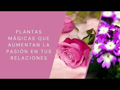 Vídeo: Plantas Para Atrair Amor. Parte 3