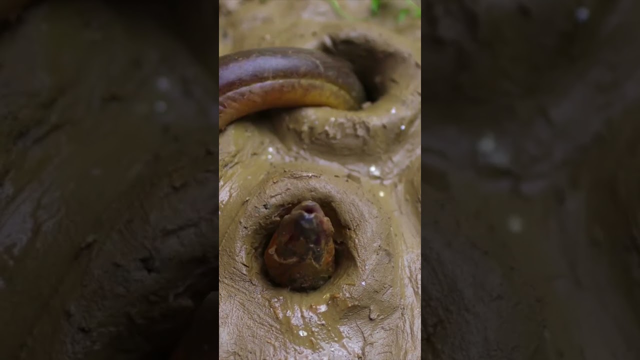 fising videoStop Motion ASMR - Cooking Catfish rotten fish Mud hole to Primitive in Hole Underground