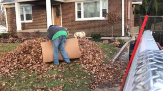 Leaf collection
