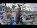 1000 Pounds Giant Bluefin Tuna Breakdown Challenge!